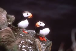 puffins in Prince William Sound